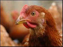 animal welfare cruelty