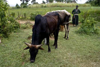 Ethiopian cow