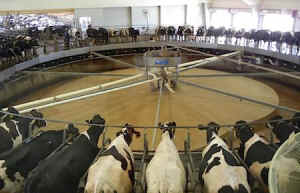 mechanized milking cows