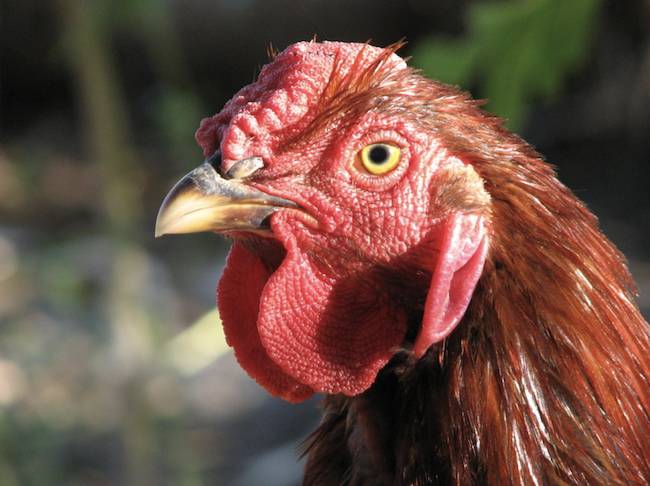 chicken face