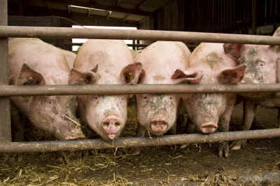 pigs