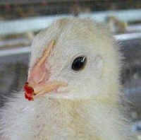 debeaked chick