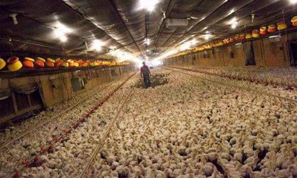 chicken shed