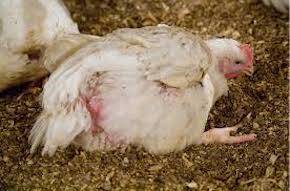 dying chicken