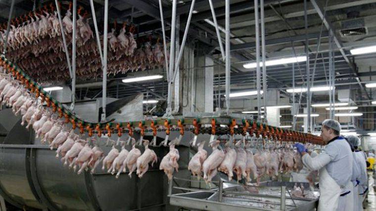 chicken slaughterhouse