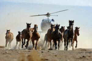 wild horse roundups