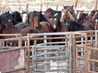 wild horse roundups