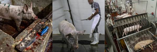 pig slaughterhouse