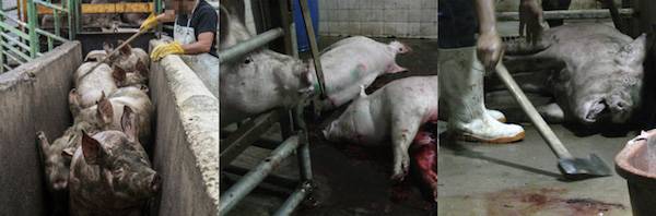 pig slaughterhouse