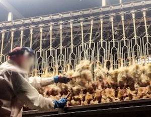 chicken slaughterhouse
