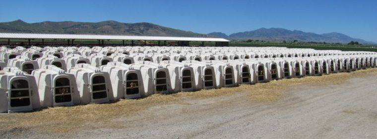 calf hutches