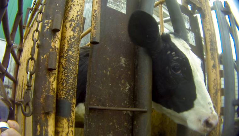confined dairy cow