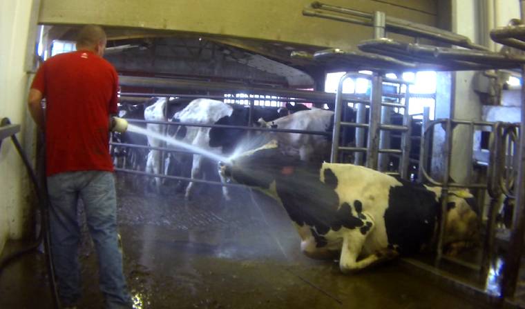 abusing dairy cow