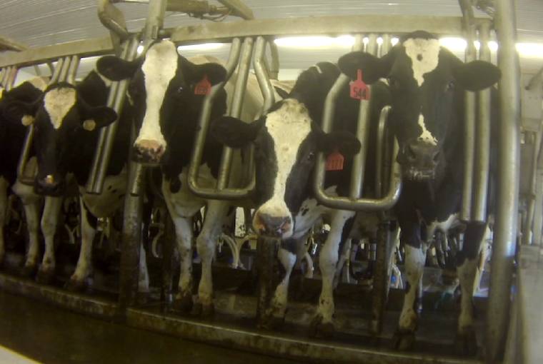 confined dairy cows