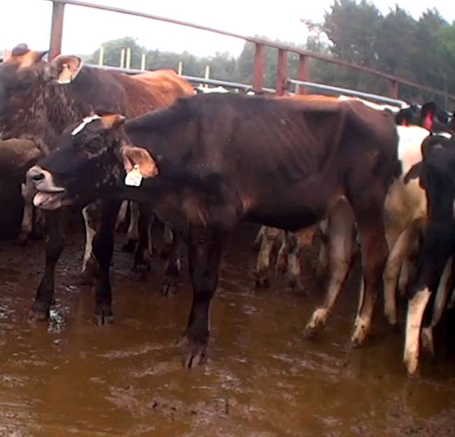 muddied dairy cows
