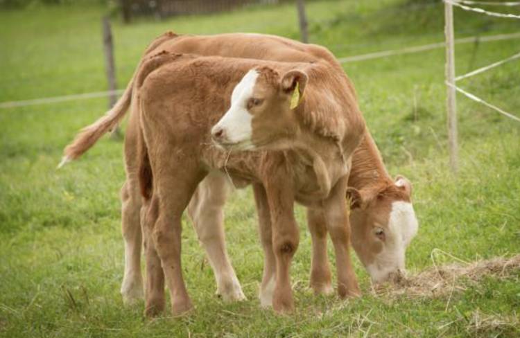 cows