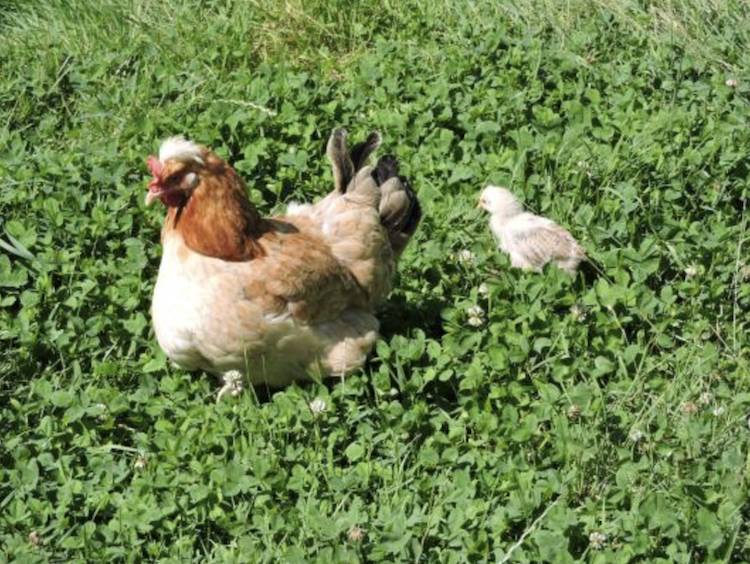 hen and chick
