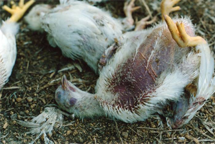 dying chicken