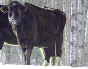 cow calf dairy