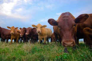 Niman cows
