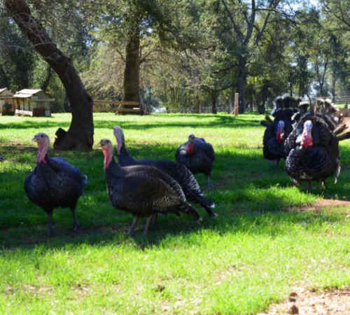 turkeys
