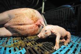 sow and piglet