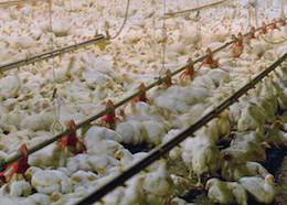 perdue chickens