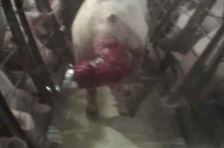 pig breeding cruelties