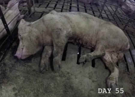 pig breeding cruelties