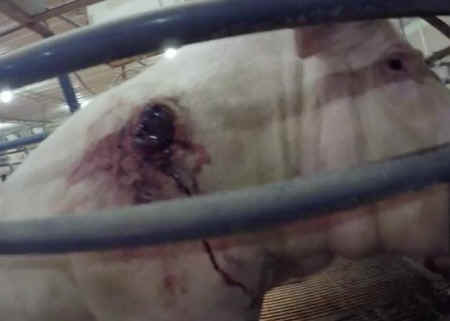 pig breeding cruelties