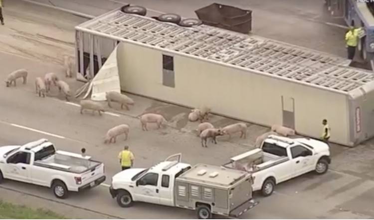 pig cruelty