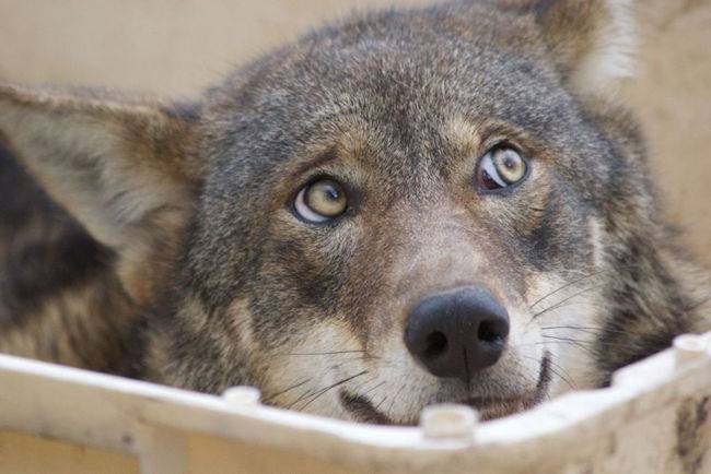 wolf
