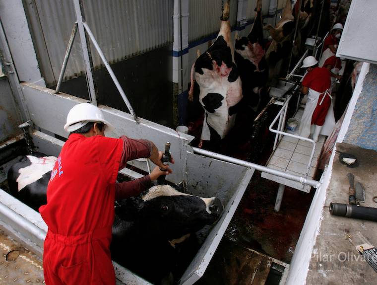 dairy cow slaughter