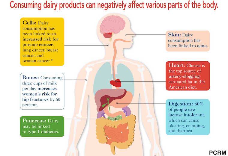 dairy consequences