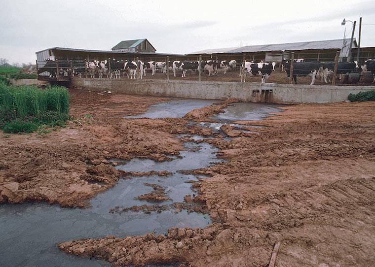 dairy farm pollution