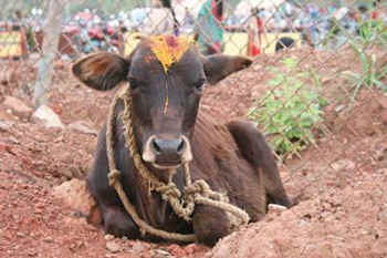 India sacred dairy cow