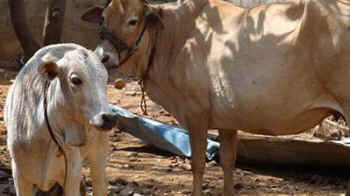 India sacred dairy cow