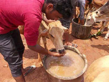 India sacred dairy cow