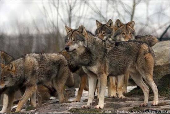profanity peak wolves