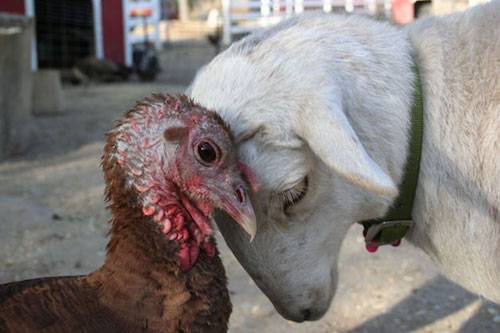 lamb and turkey