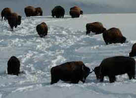 bison buffalo slaughter