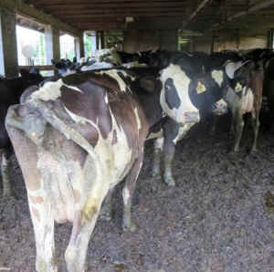 dairy cow manure