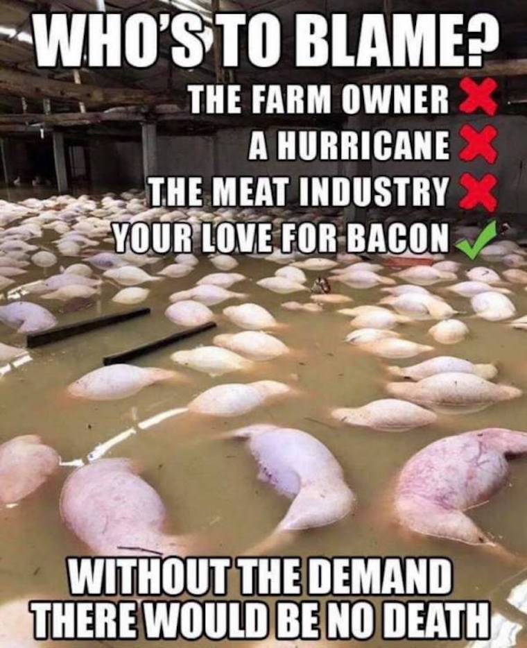 dead pigs