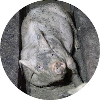 conflined pigs