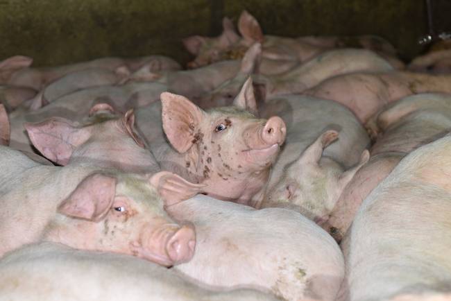 diseased pig
