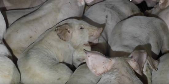 confined pigs