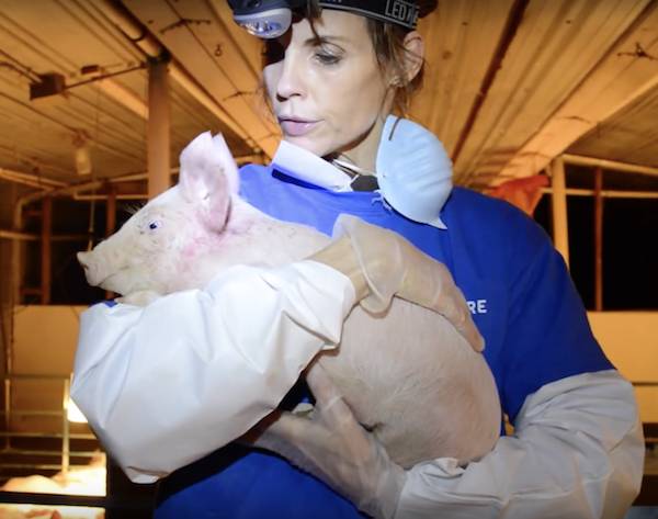 miley rescued