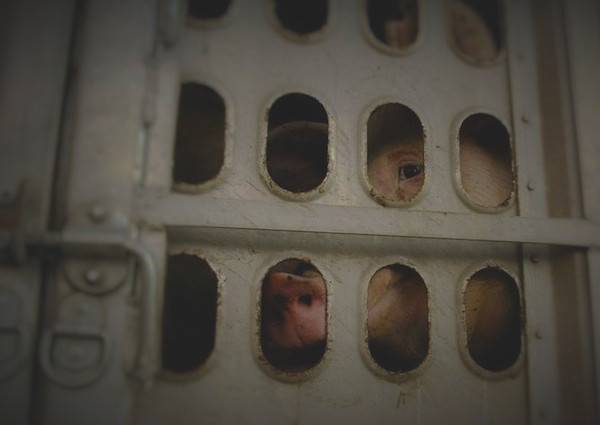 pig transport truck