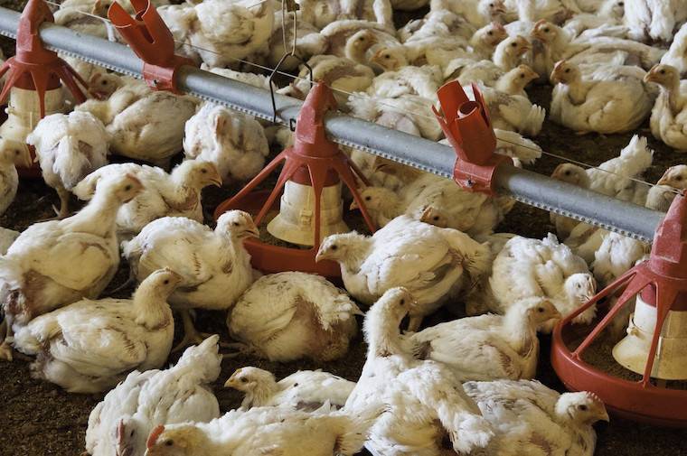 confined chickens