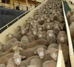 sheep live export